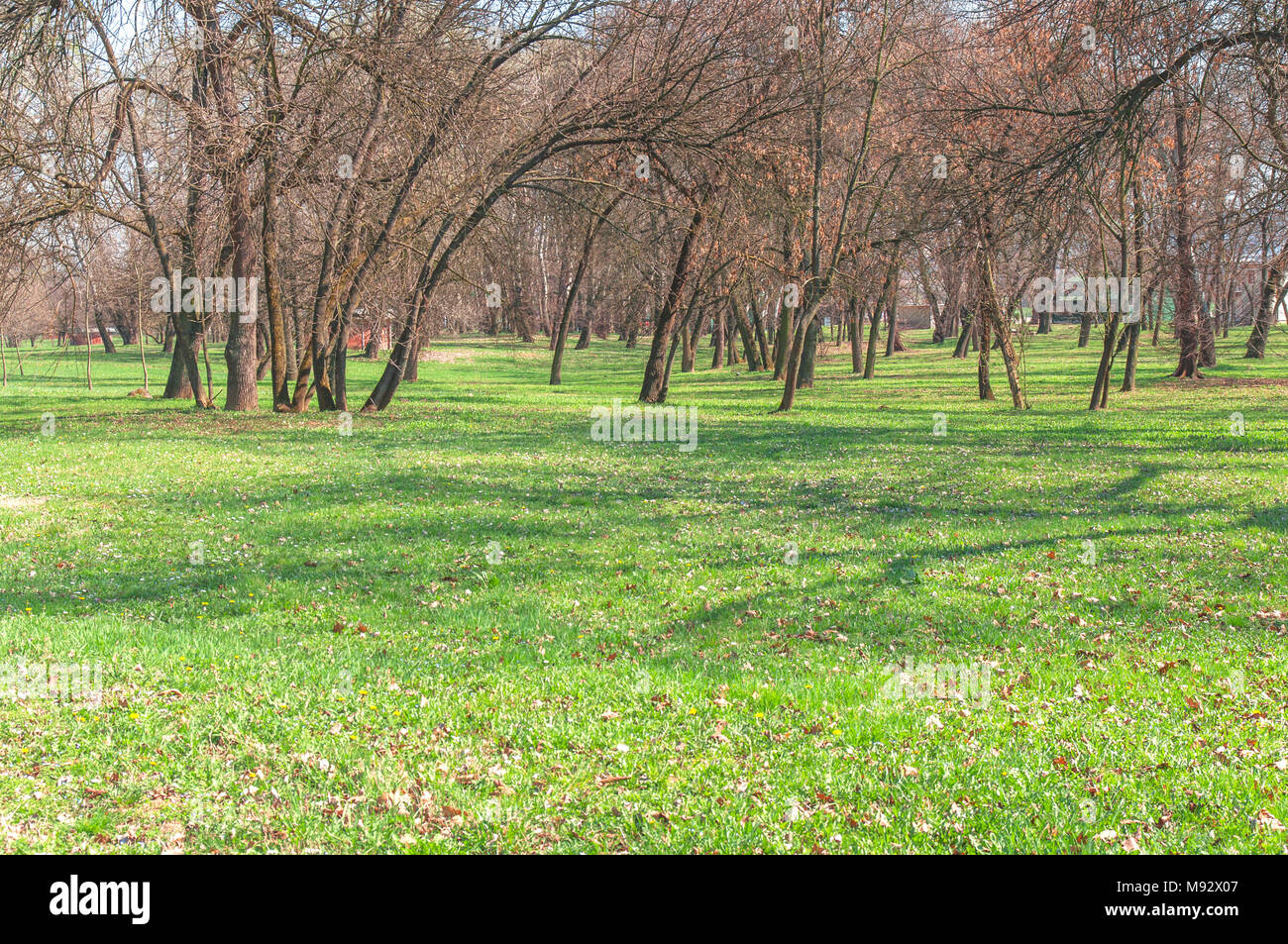 Green lawn with trees in big public park Stock Photo - Alamy