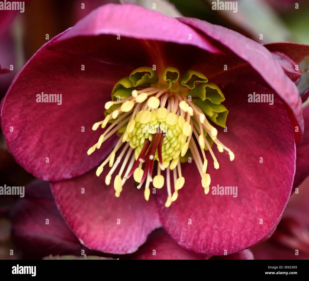 Hellebore Anna's Red Stock Photo