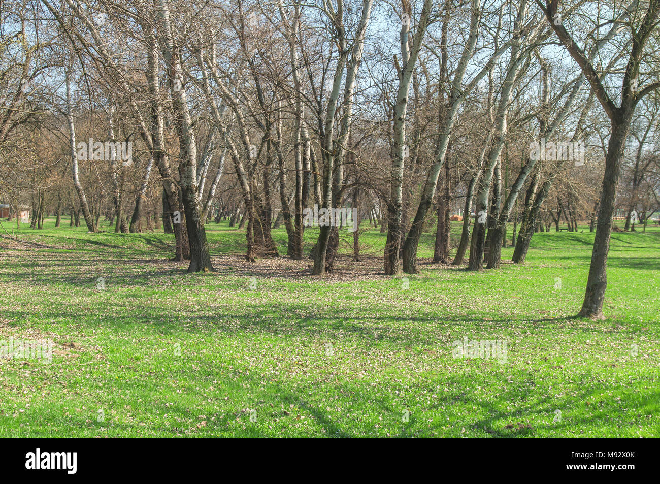 Green lawn with trees in big public park Stock Photo - Alamy