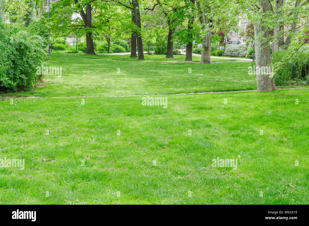 Green lawn with trees in big public park Stock Photo - Alamy