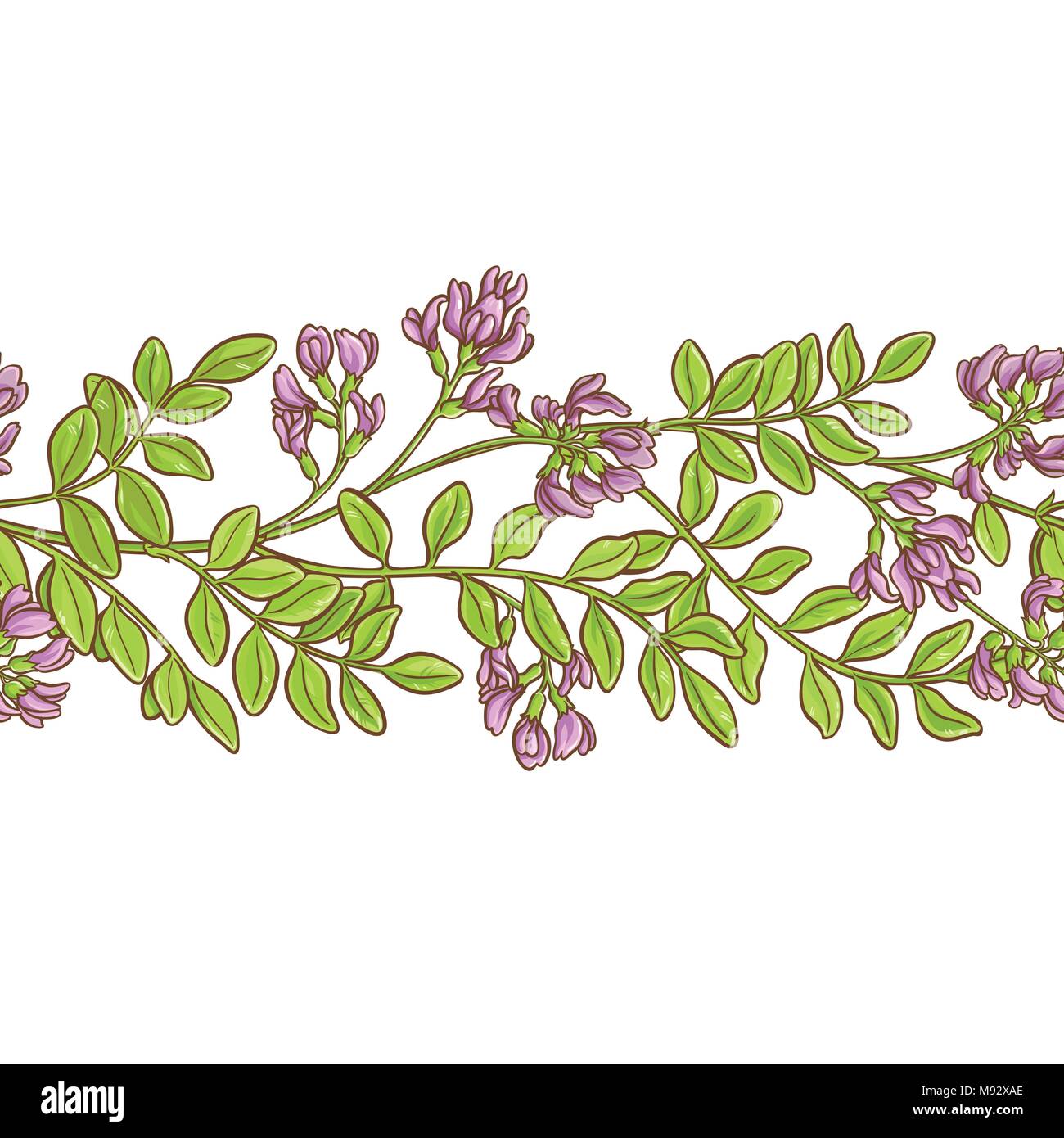 astragalus plant vector pattern on white background Stock Vector