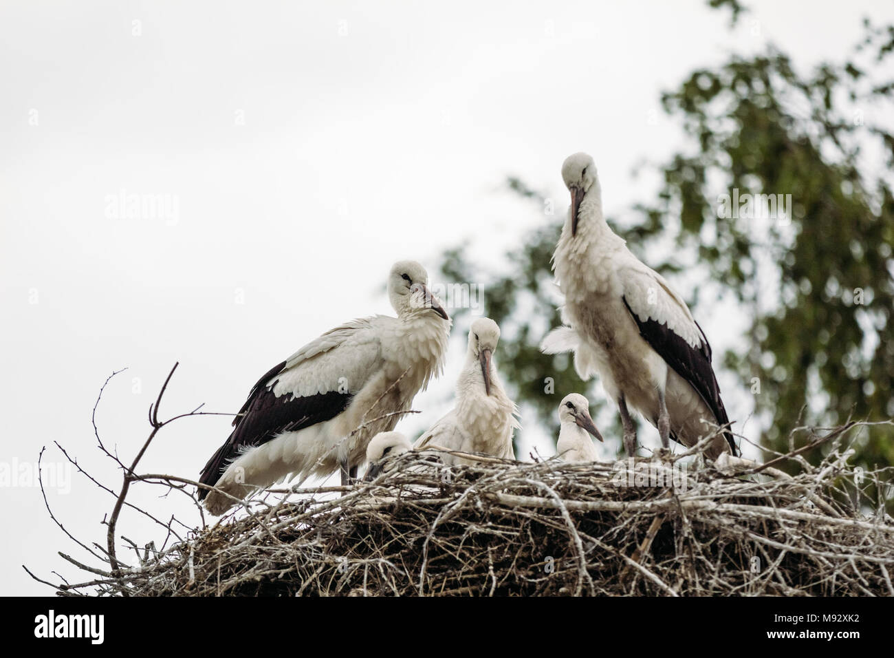 Storks Rabbit Storks sit in nest hi-res stock photography and images - Alamy