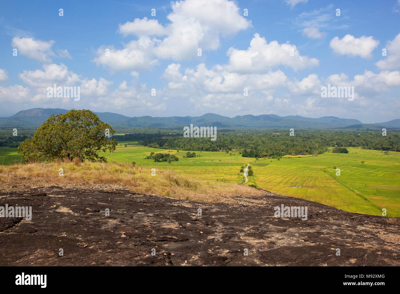 wasgamuwa national park viewed from a volcanic rock formation overlooking tropcal forest and rice paddies under a blue cloudy sky in sri lanka Stock Photo
