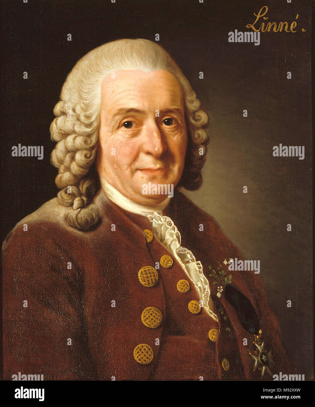 Carl Linnaeus (1707 – 1778), Carl von Linné, Swedish botanist, physician and zoologist Stock Photo