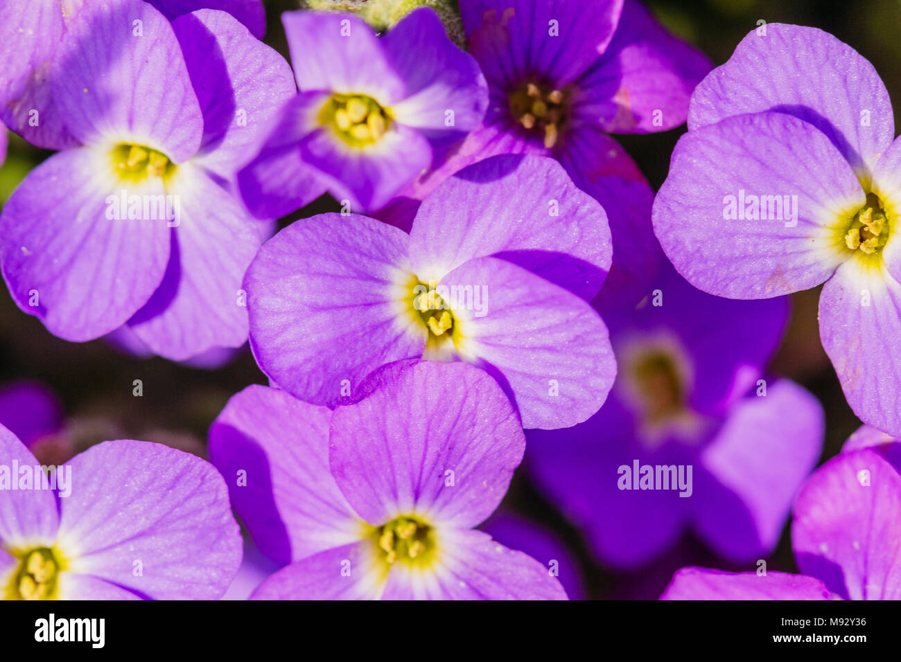 The buds are purple with petals Aubrieta closeup Stock Photo