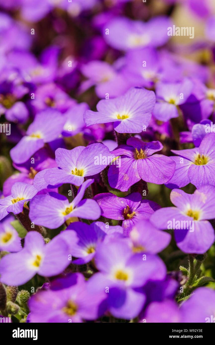 Many flower buds of Aubrieta on the garden bed Stock Photo