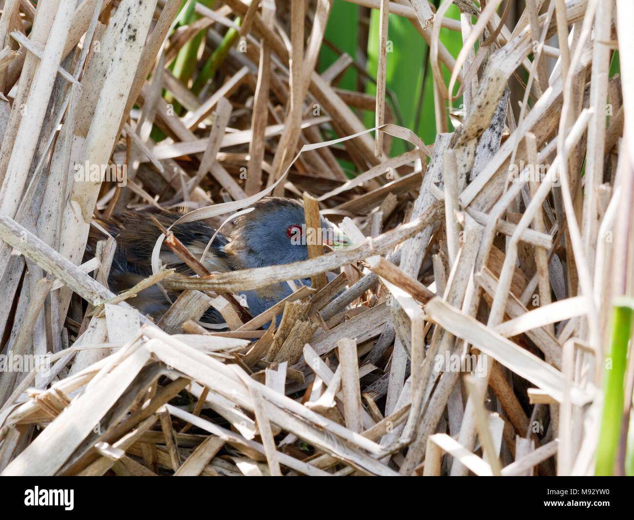 Porzana parva. The nest of the Little Crake in nature.  Russia, the Ryazan region (Ryazanskaya oblast), the Pronsky District, Nowomitschurinsk. Stock Photo