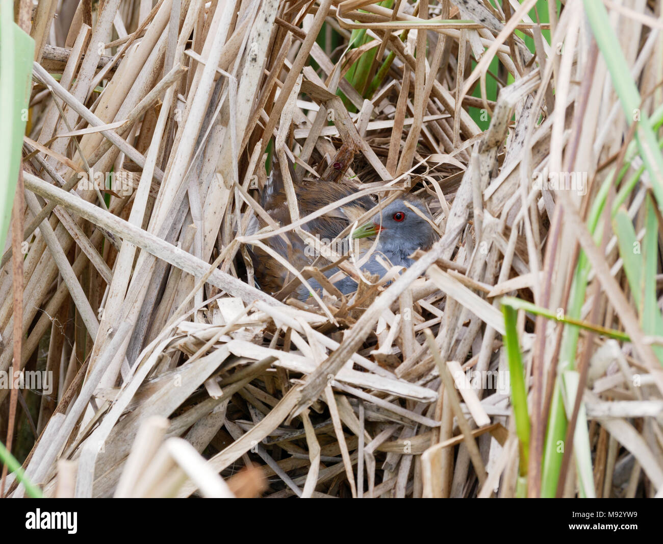 Porzana parva. The nest of the Little Crake in nature.  Russia, the Ryazan region (Ryazanskaya oblast), the Pronsky District, Nowomitschurinsk. Stock Photo