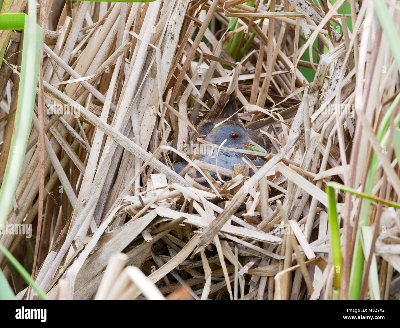 Porzana parva. The nest of the Little Crake in nature.  Russia, the Ryazan region (Ryazanskaya oblast), the Pronsky District, Nowomitschurinsk. Stock Photo