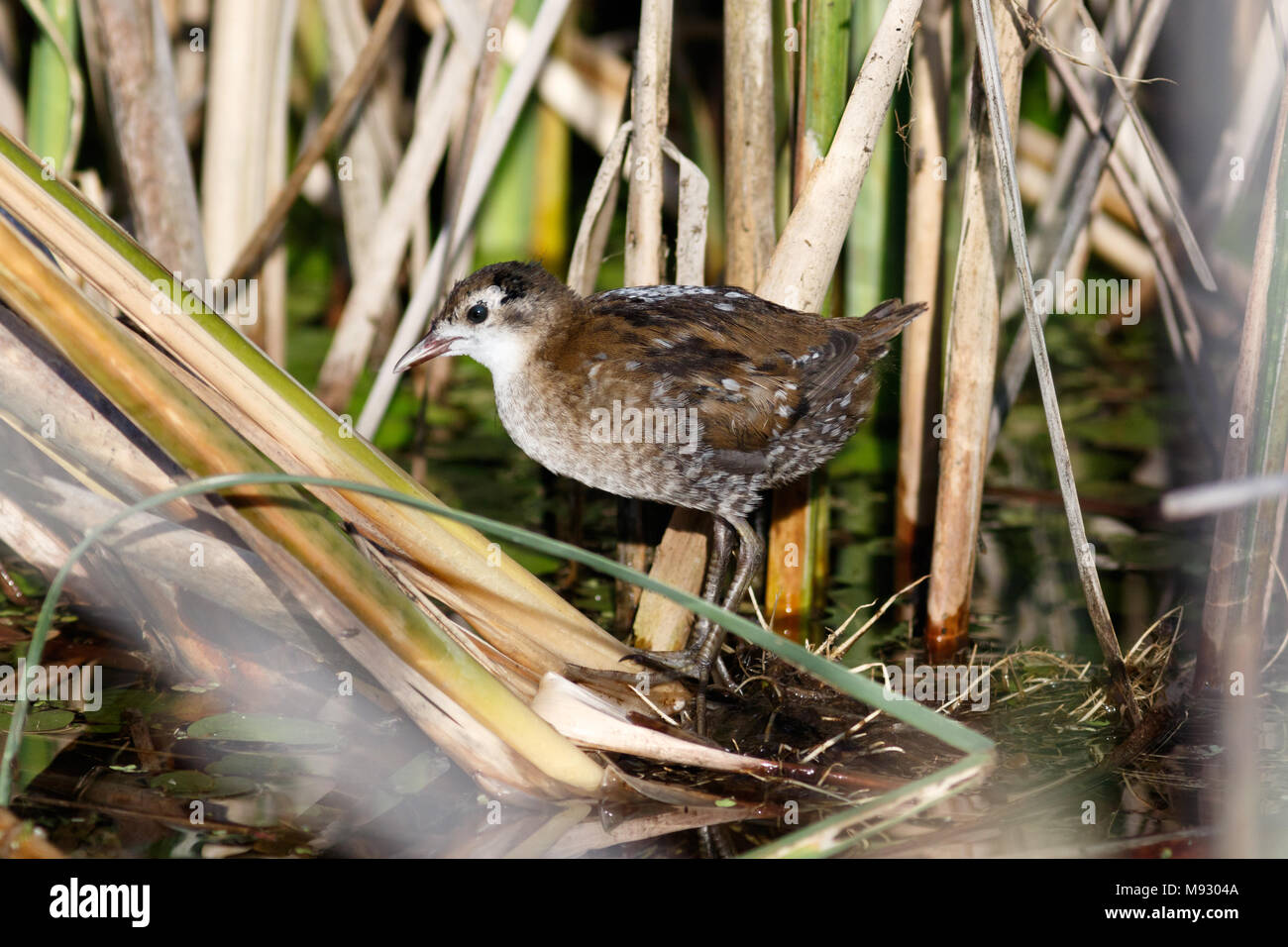 Cattail torch hi-res stock photography and images - Alamy