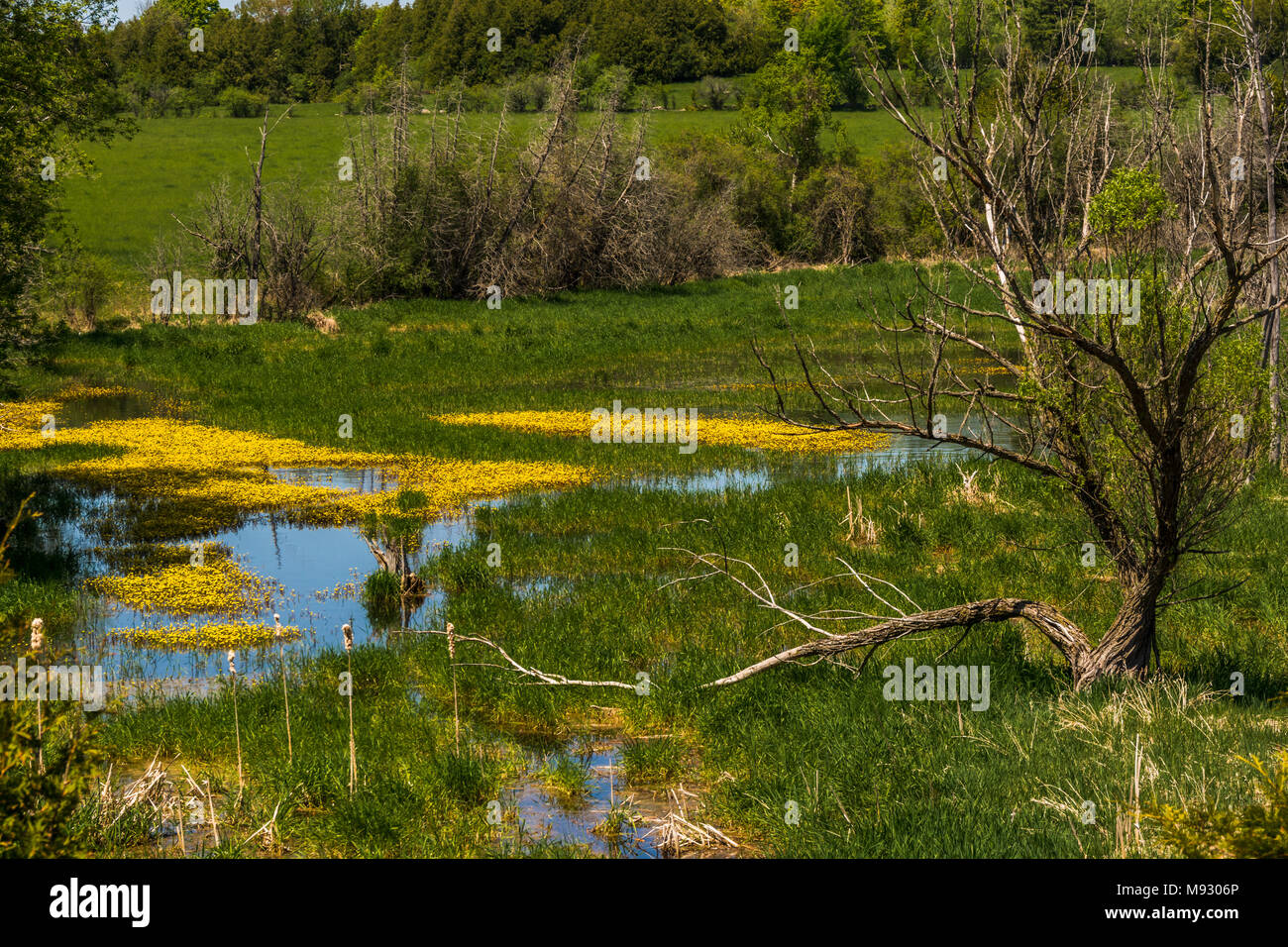 Aquatic yellow flowers over pond Stock Photo - Alamy