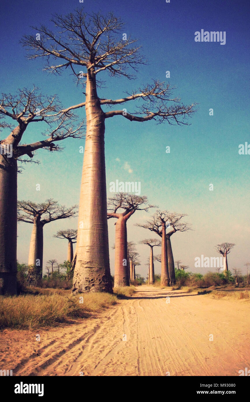 Avenue of the Baobabs, Madagascar Stock Photo