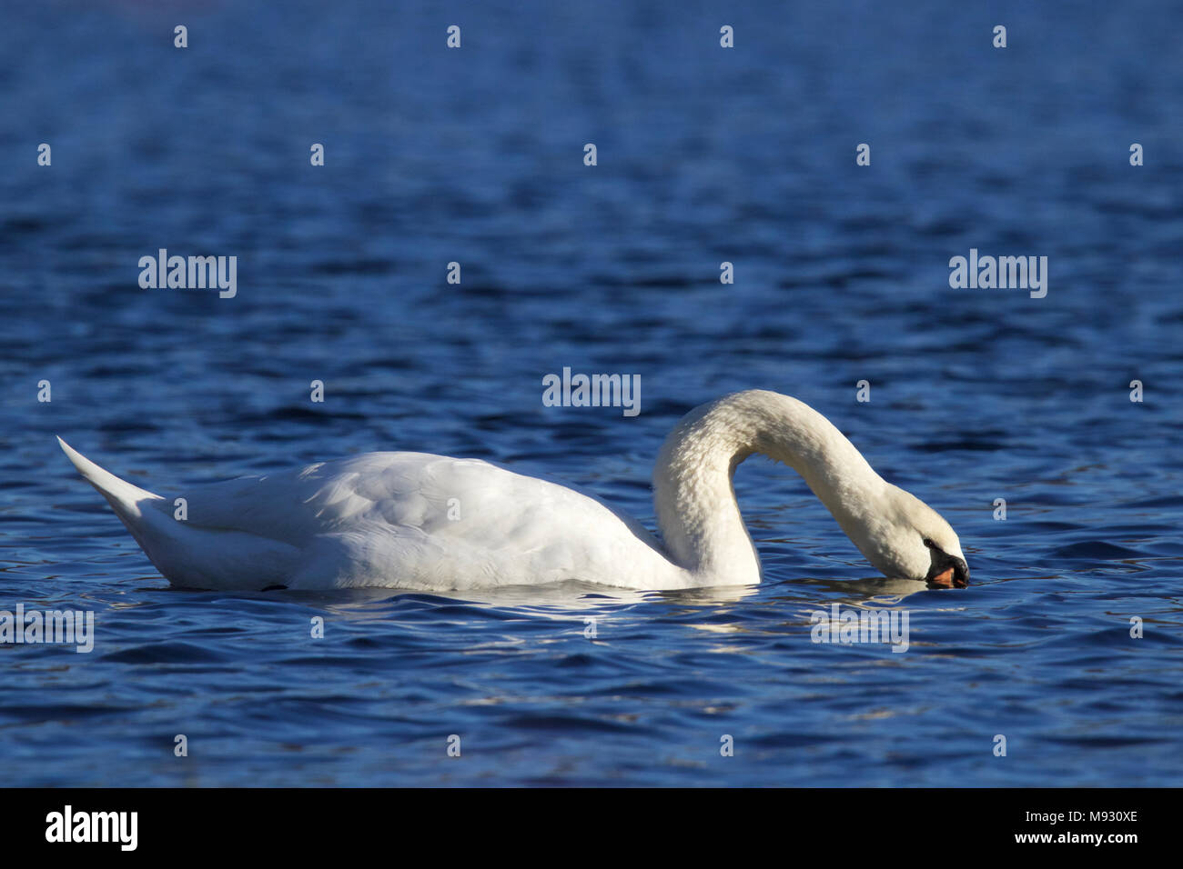 A mute swan Cygnus olor feeding on blue water Stock Photo