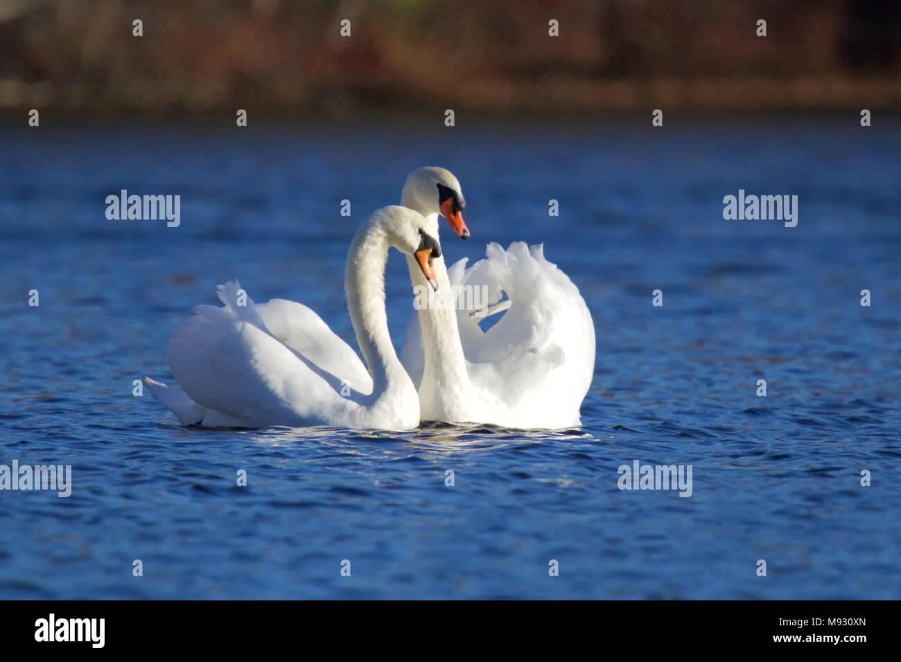 A pair of mute swans Cygnus olor swimming together on blue water Stock Photo