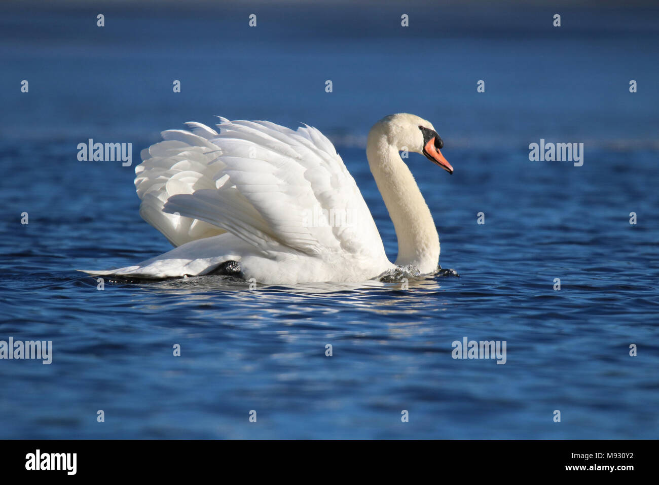 A mute swan Cygnus olor swimming on blue water on a winter day Stock Photo