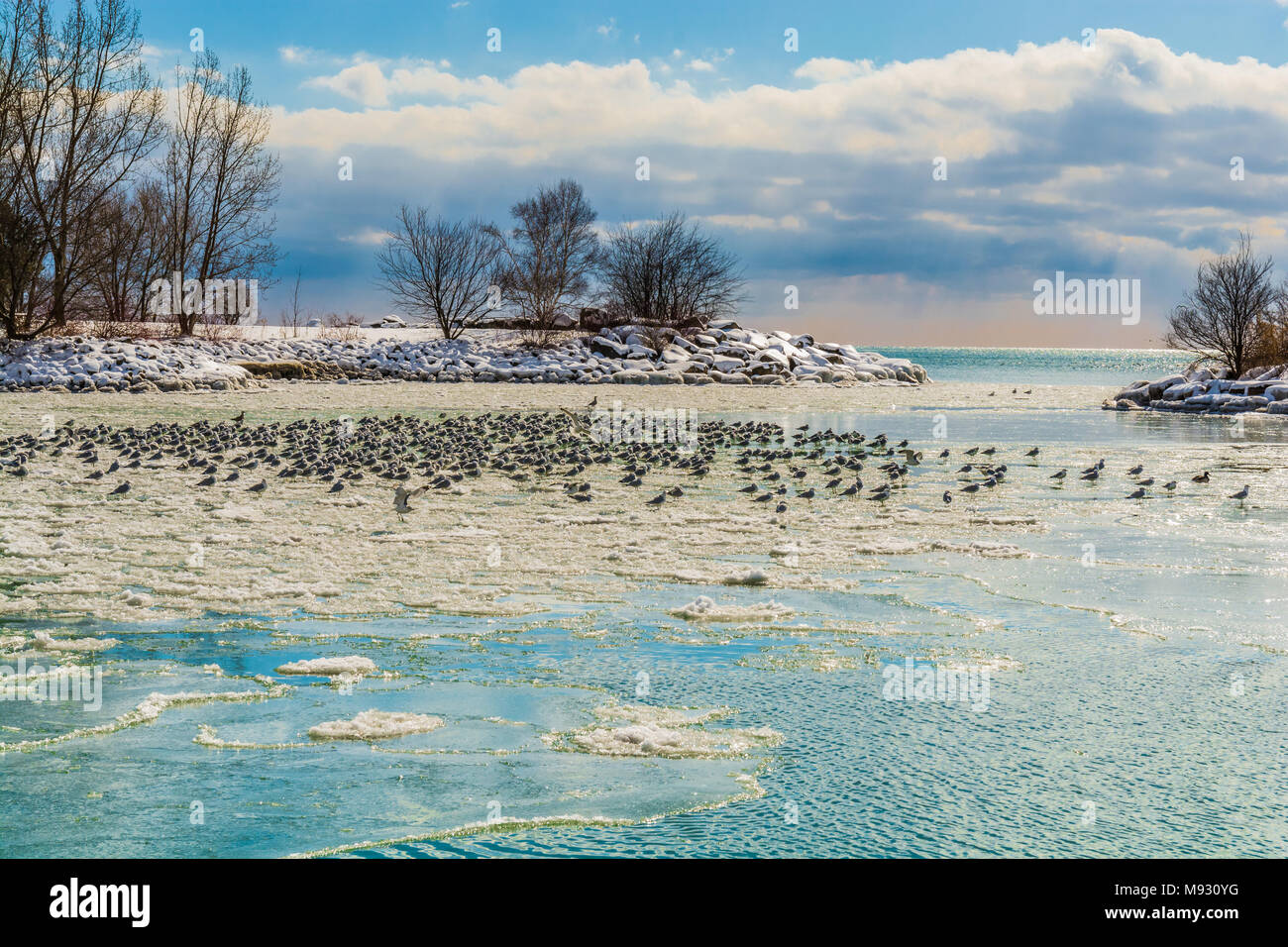 Winter Lake Scene featuring frozen lake with seagulls perched and flying on a bright sunny day Stock Photo