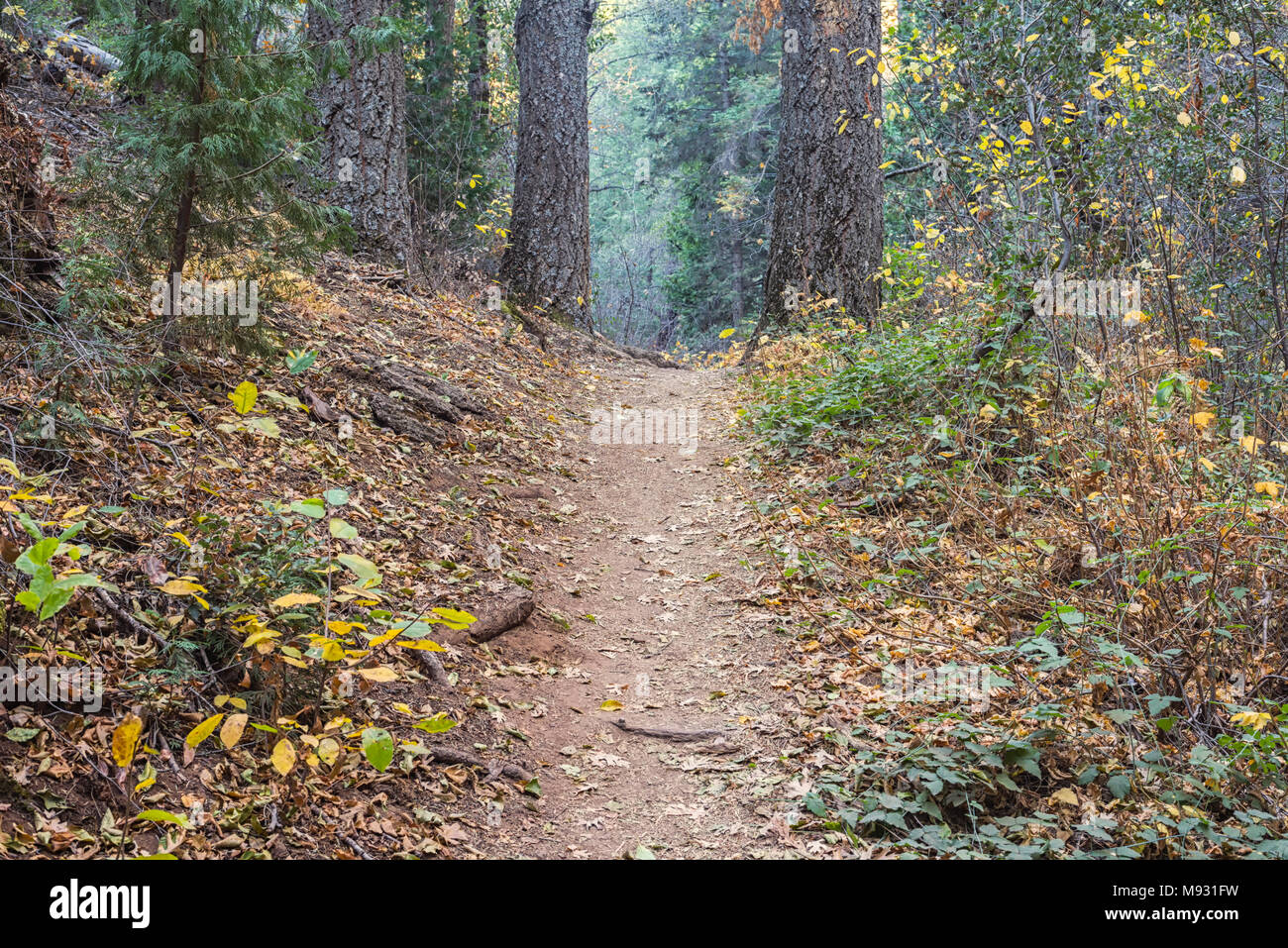 Hiking trail at Palomar Mountain State Park, San Diego County, USA