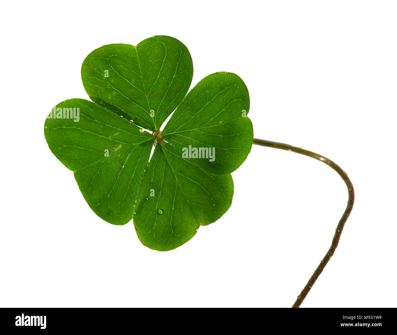 Lucky leaf hi-res stock photography and images - Alamy