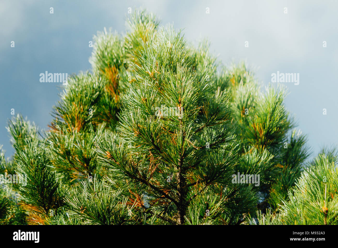 Green pine branches against the sky in the forest Stock Photo - Alamy