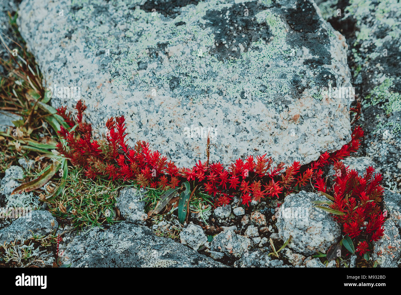 Red moss, the succulents on the mountain rocks Stock Photo