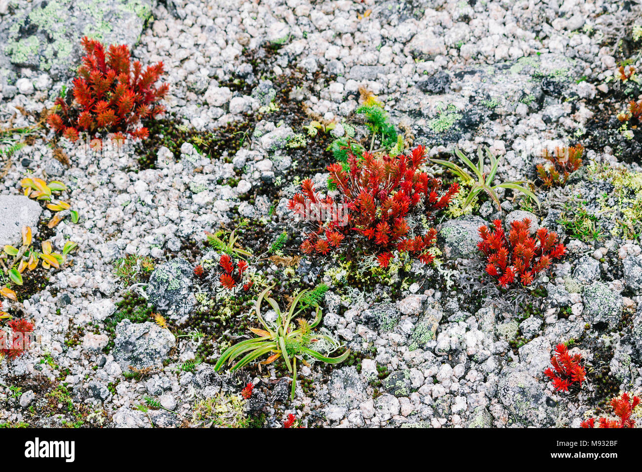 Red moss, the succulents on the mountain rocks Stock Photo