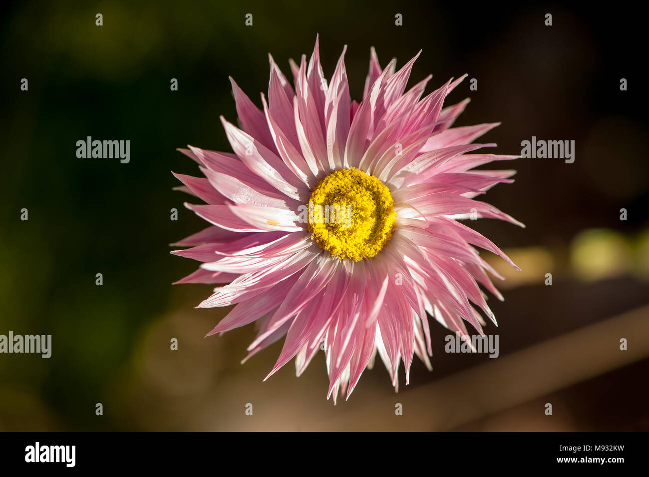 Close up detail of pink everlasting daisy (Rhodanthe chlorocephala) showing yellow eye and delicate petals from above. Also known as 'Rosy Sunray' Stock Photo