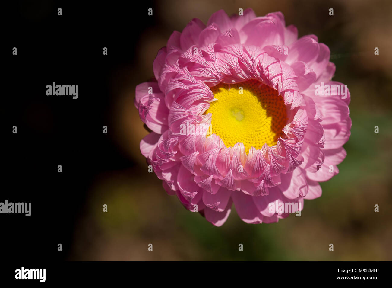 Curled pink petals of a Rosy Sunray (Rhodanthe chlorocephala) everlasting daisy, revealing bright yellow centre eye. Stock Photo