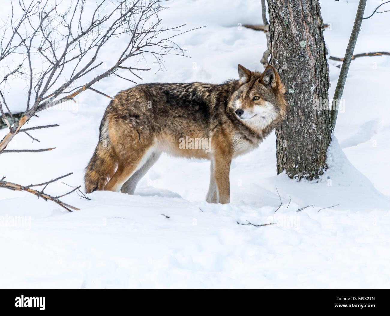 Coyote distracted by no-one-knows-what. Stock Photo