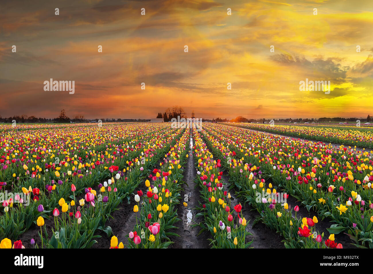 Sunset over colorful Tulip flower fields in full bloom during spring season tulip festival in Woodburn Oregon Stock Photo