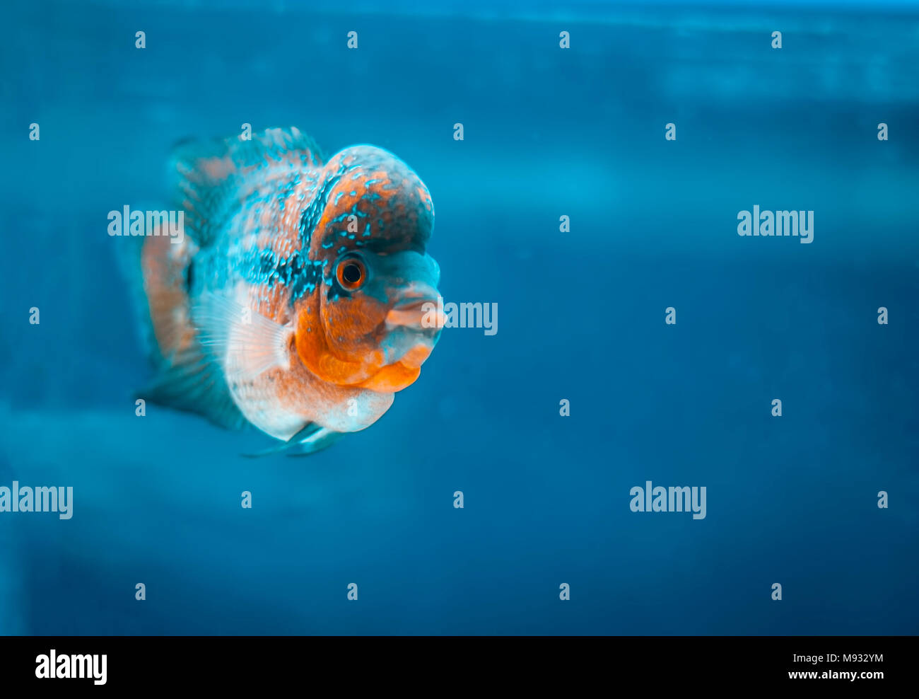 Close up of different types of fishes in a aquarium. Stock Photo