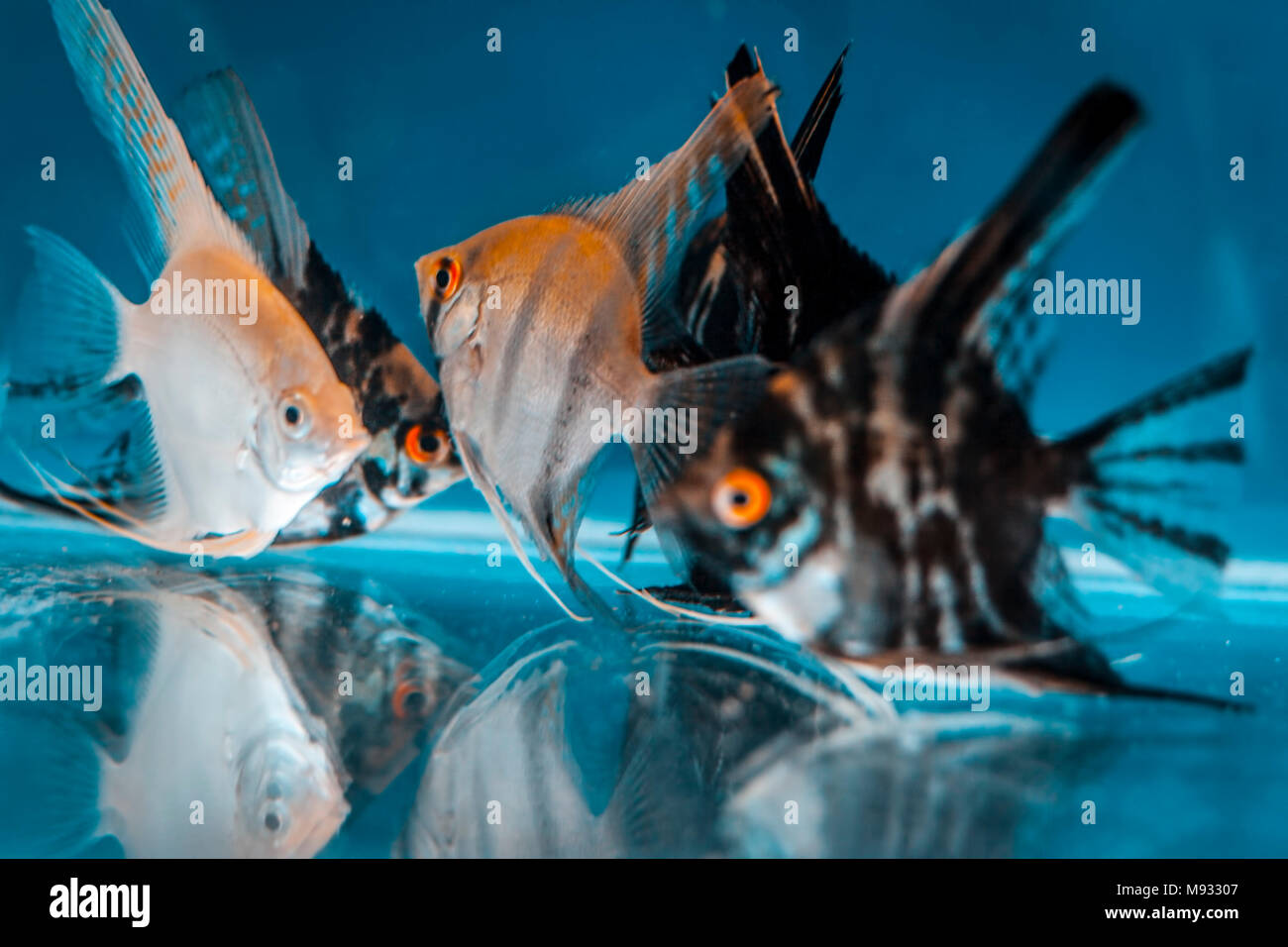 Types fishes aquarium hi-res stock photography and images - Alamy