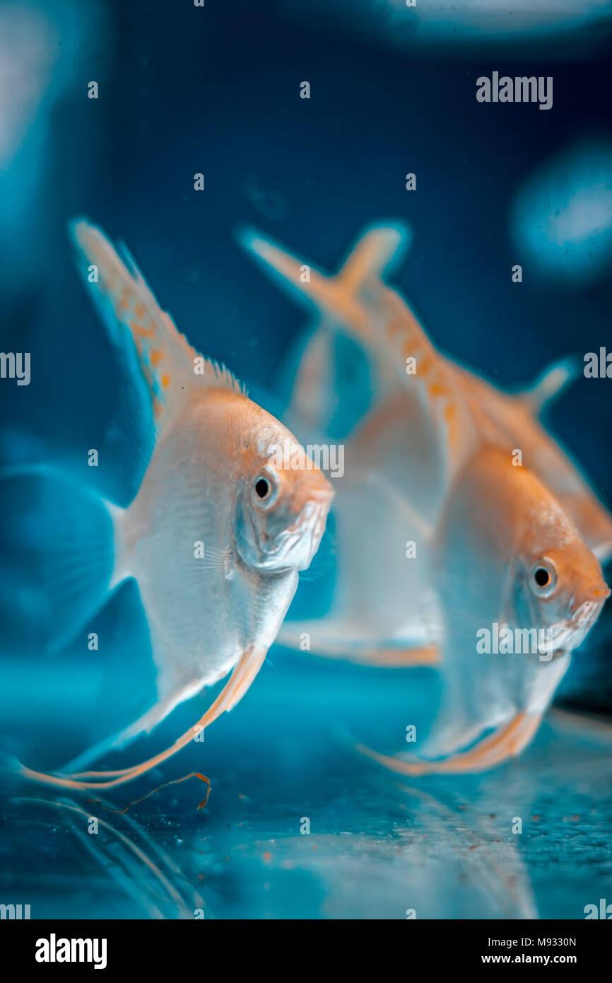 Close up of different types of fishes in a aquarium. Stock Photo