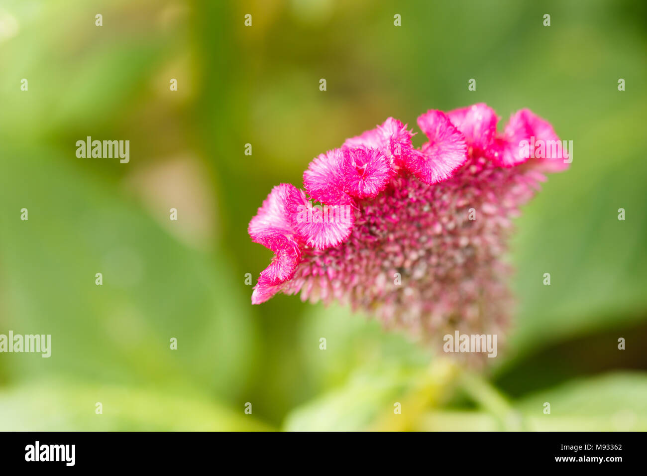 pink cockscomb flower Stock Photo