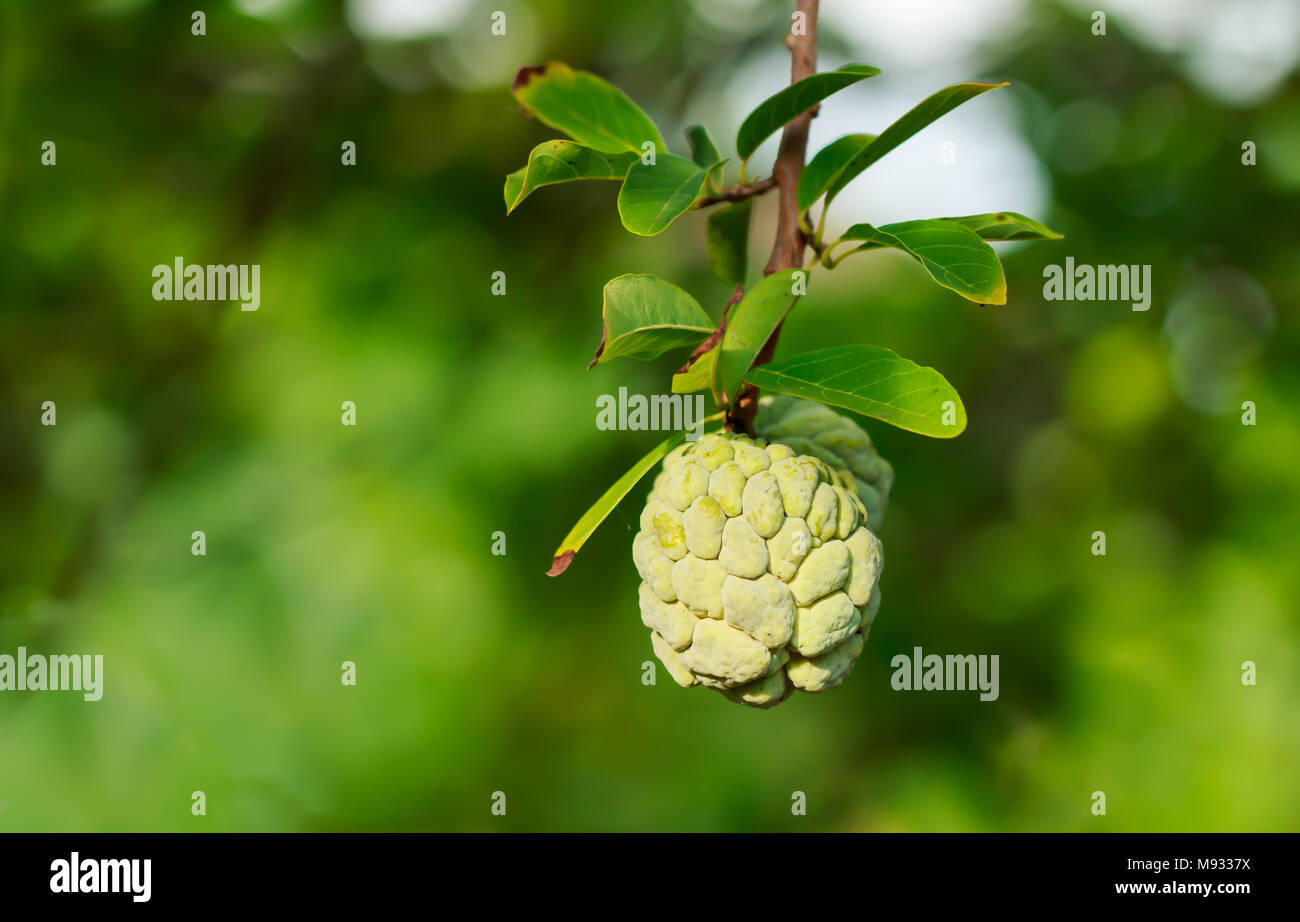 Custard apples or Sugar apples or Annona squamosa Linn. growing on a