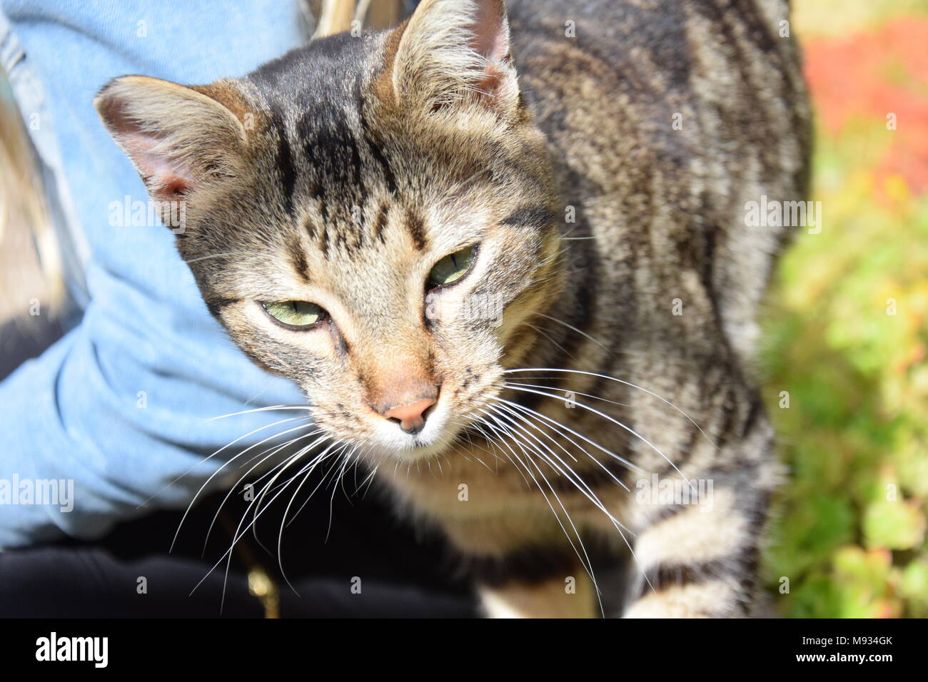 Human petting a cat Stock Photo Alamy