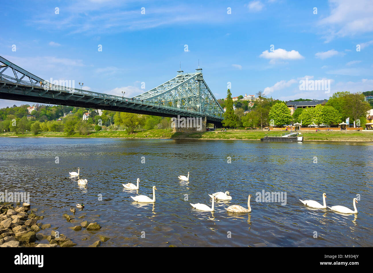 The Blue Wonder Bridge seen from the district of Blasewitz and with white swans that frolic on the Elbe River, Dresden, Saxony, Germany. Stock Photo