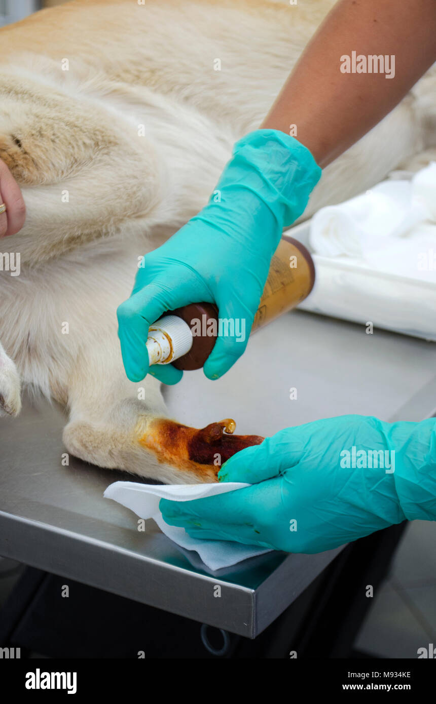 Dew claw hires stock photography and images Alamy