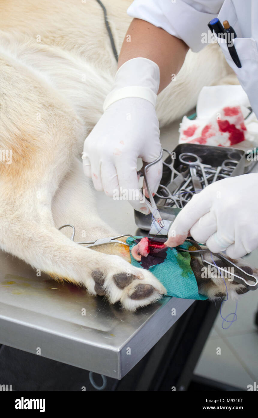 Image Dogs Leg Dewclaw Removal Veterinarian Clinic Stock, 44 OFF