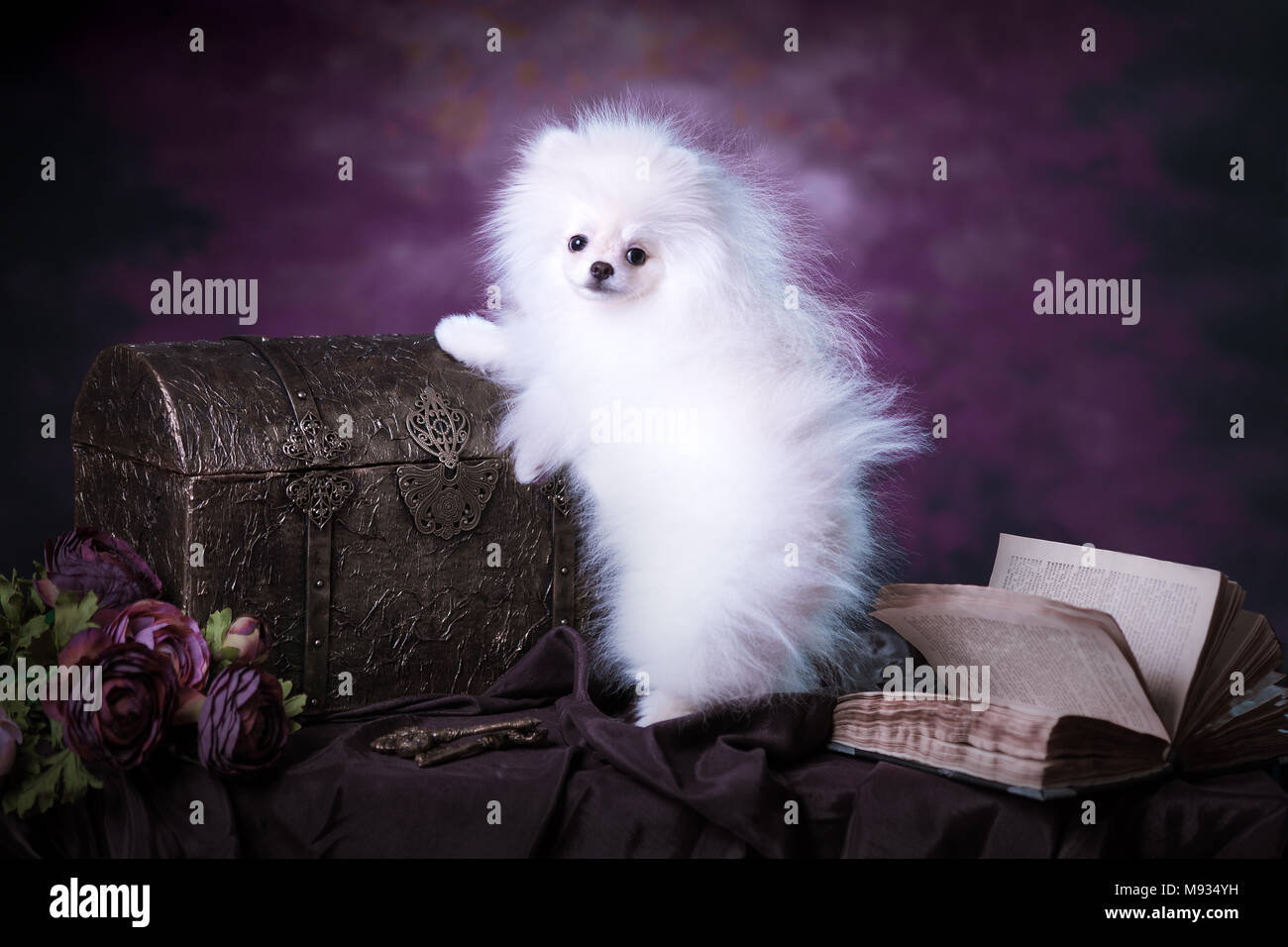 Cute White fluffy puppy Stock Photo - Alamy