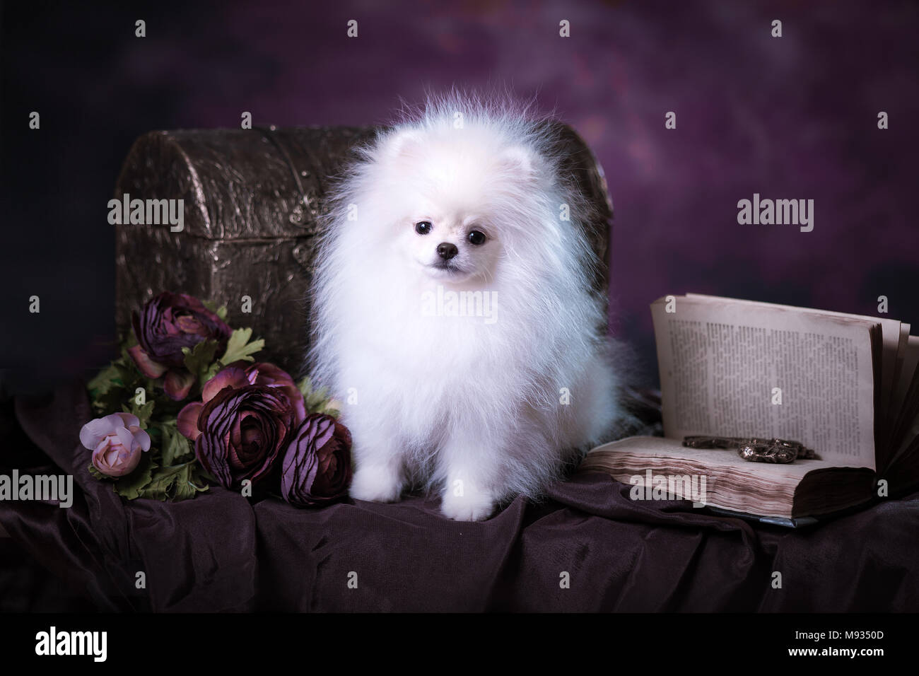 Cute White Fluffy Puppy Stock Photo Alamy cute-white-fluffy-puppy-stock-photo-alamy