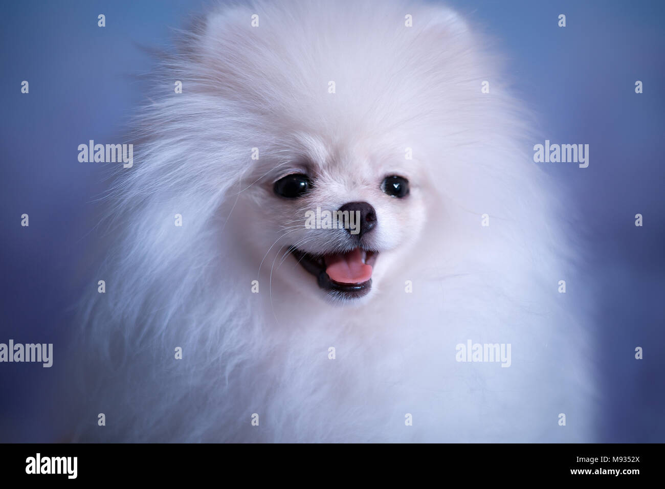 Cute White fluffy puppy Stock Photo