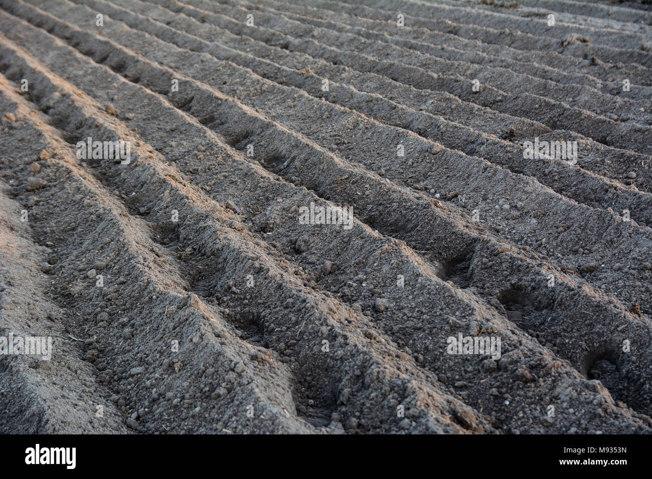 Furrow rows with potatoes just planted in organic field. Organic farming. Stock Photo