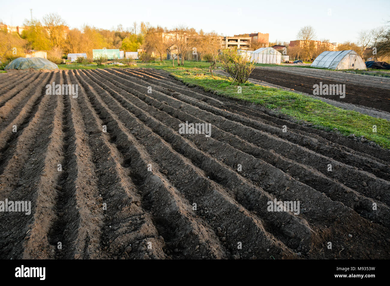 Furrow rows with potatoes just planted in organic family garden. Organic farming. Stock Photo