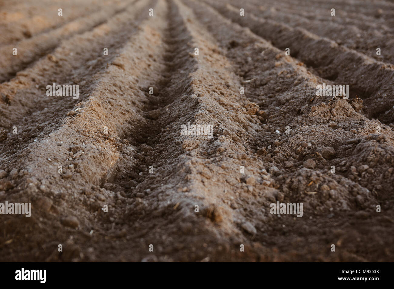 Close up of furrow rows with potatoes just planted in organic field. Organic farming. Stock Photo