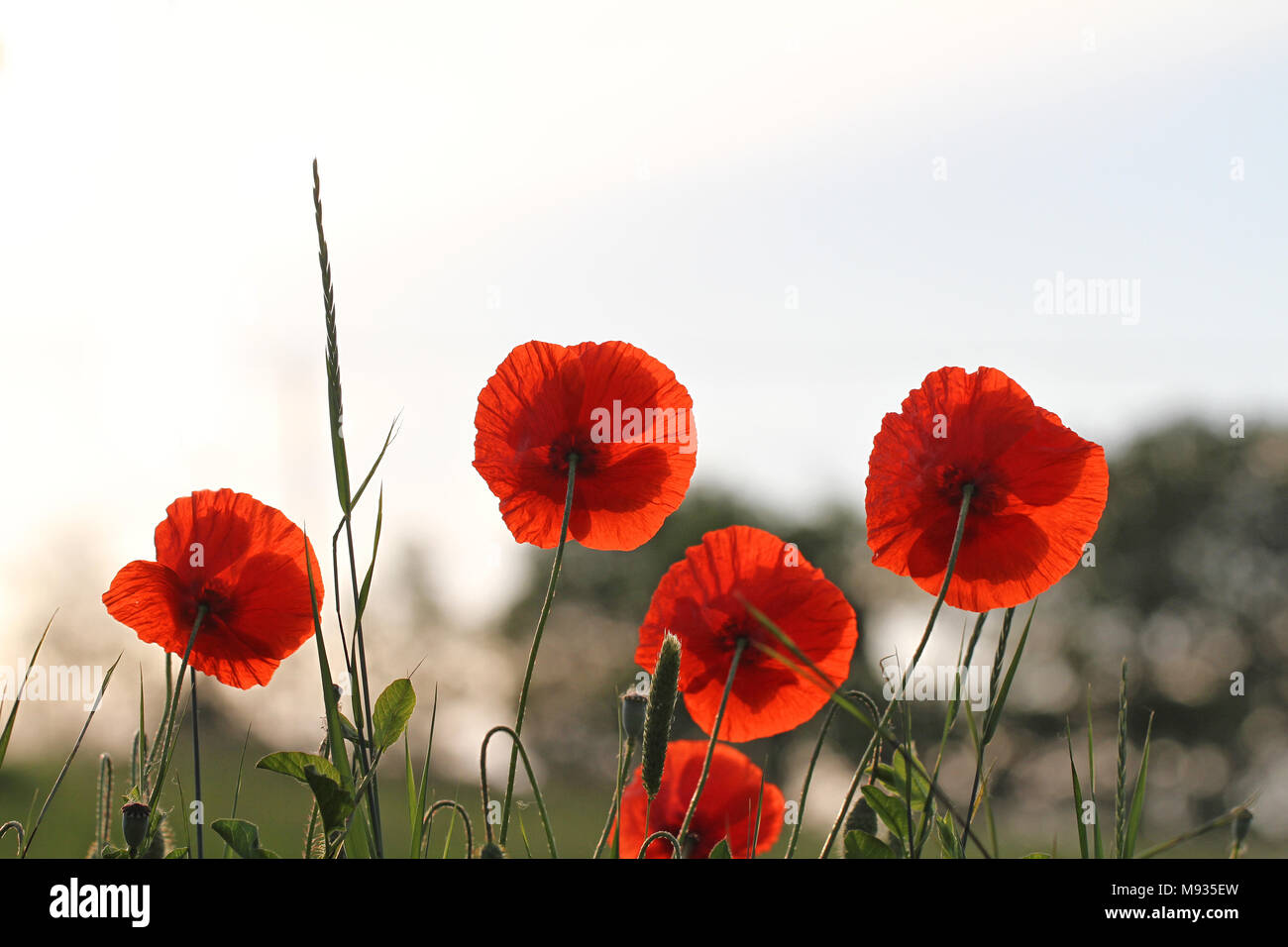 Poppy flowers or papaver dubium poppies with the light behind remembrance flower first world war remembering Flanders fields poem by John McCrae Stock Photo