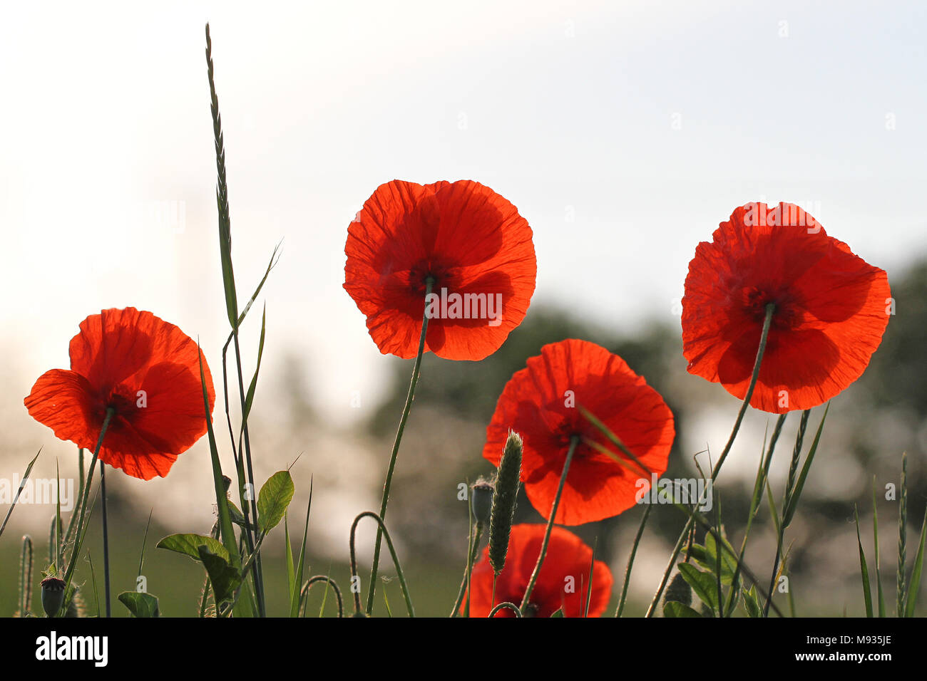 Poppy flowers or papaver dubium poppies with the light behind remembrance flower first world war remembering Flanders fields poem by John McCrae Stock Photo