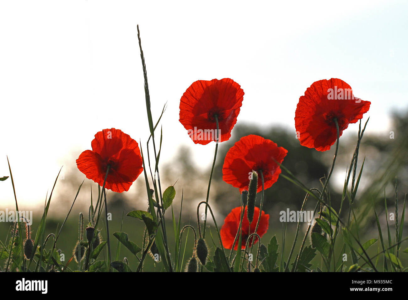 Poppy flowers or papaver dubium poppies with the light behind remembrance flower first world war remembering Flanders fields poem by John McCrae Stock Photo