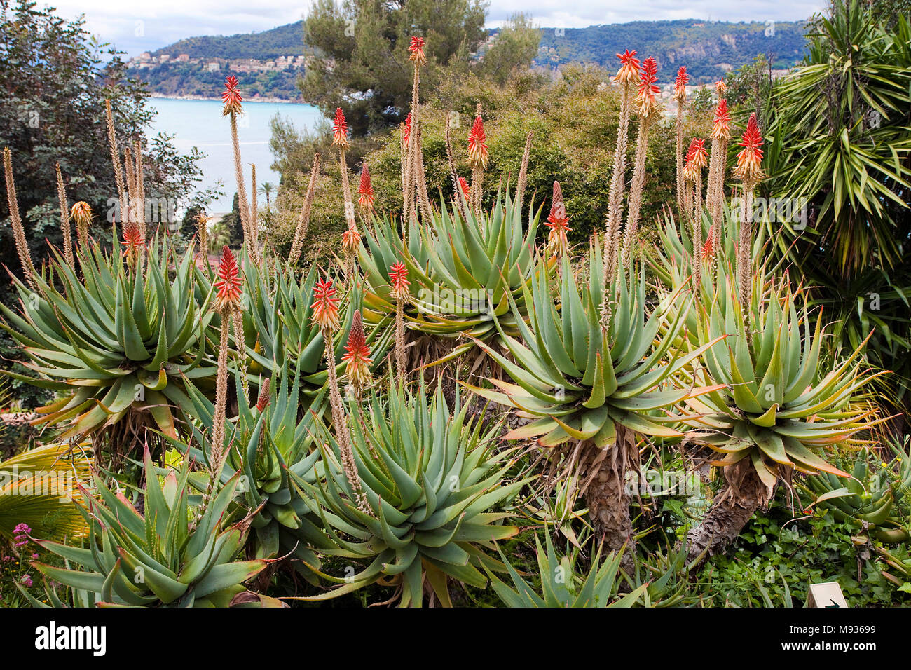 Aloe (Aloe vera) at garden of Villa Ephrussi de Rothschild, Cape Ferrat, South France, Var, Cote d'Azur, France, Europe Stock Photo
