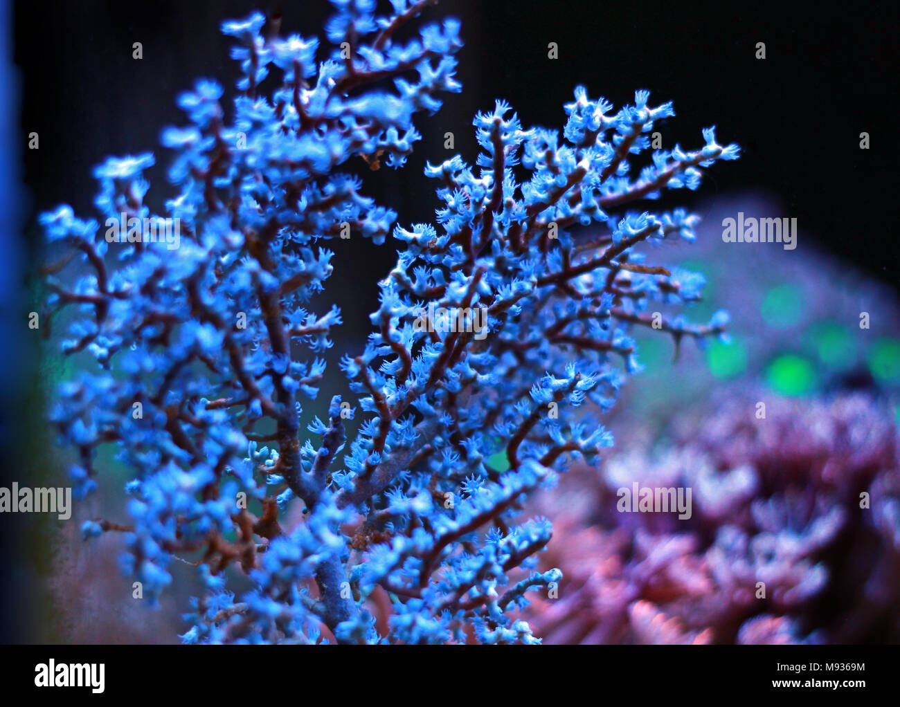 Blueberry Sea Fan (Acalycigorgia sp.) Stock Photo