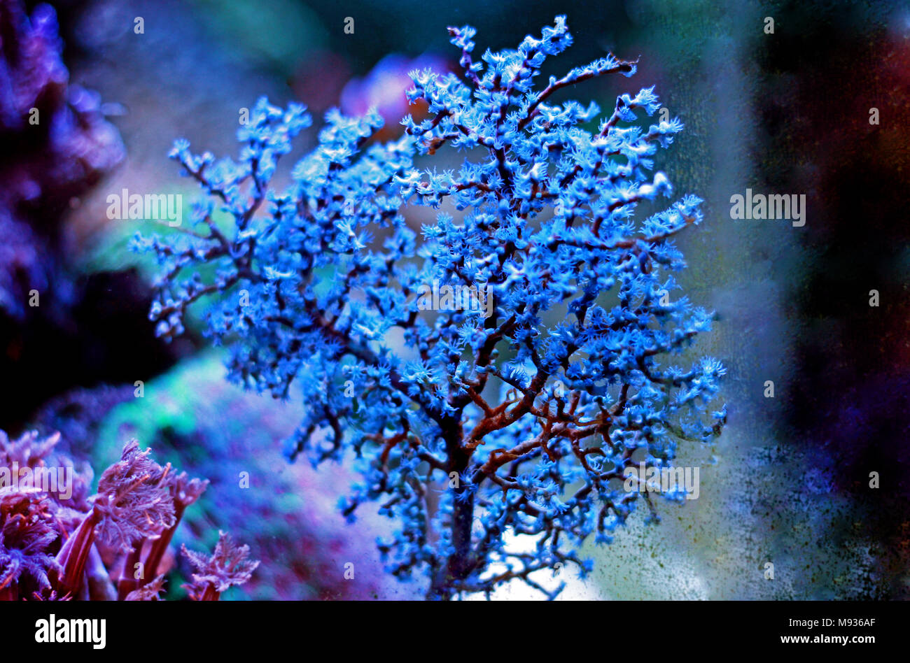 Blueberry Sea Fan (Acalycigorgia sp.) Stock Photo